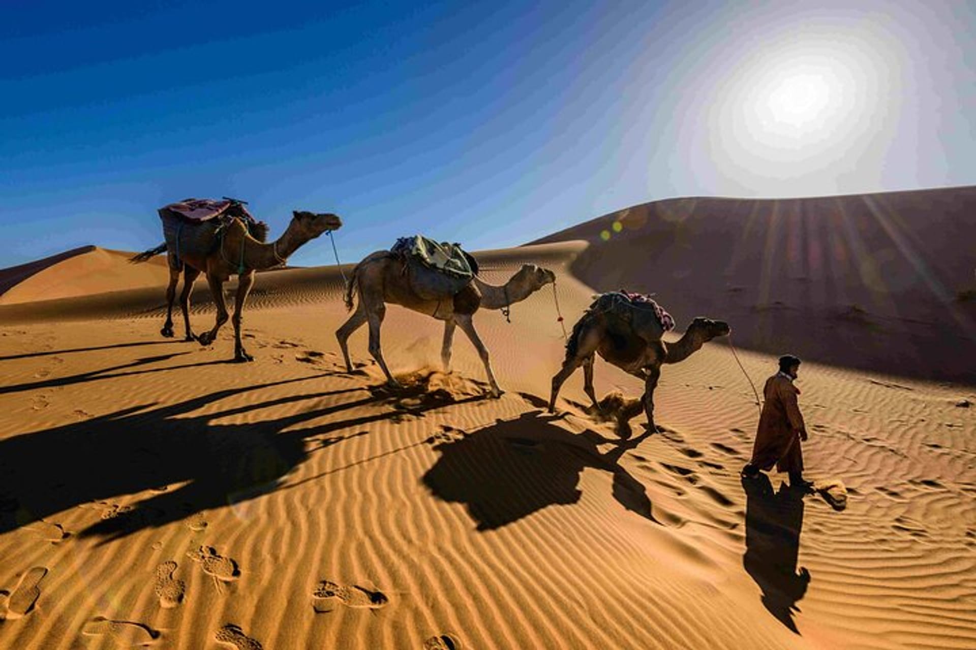 Desert Safari Experience